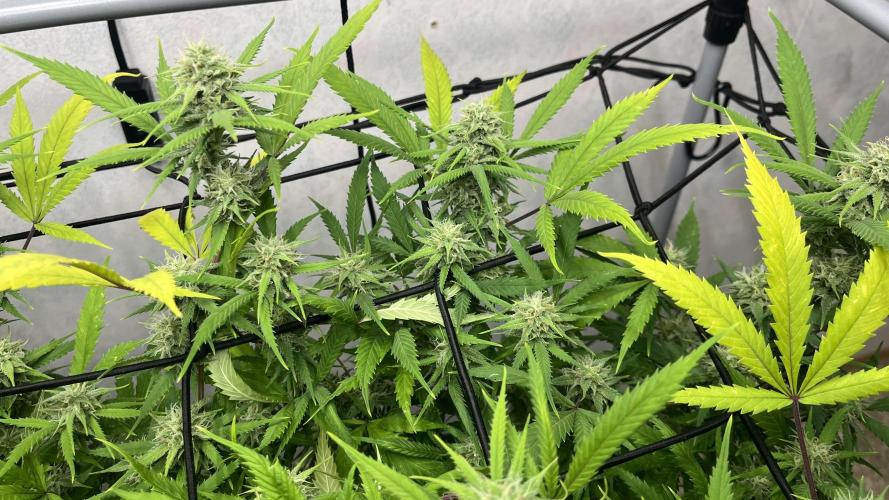 Franco’s Lemon Cheese. Week 24