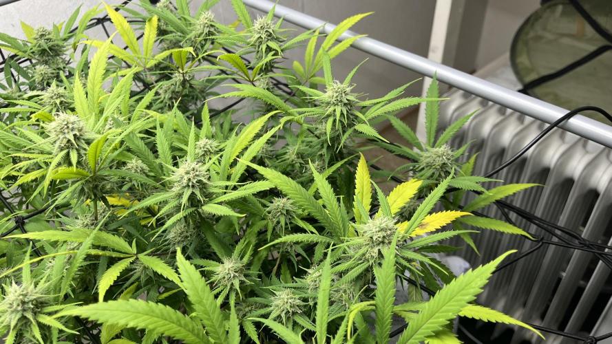 Franco’s Lemon Cheese. Week 24