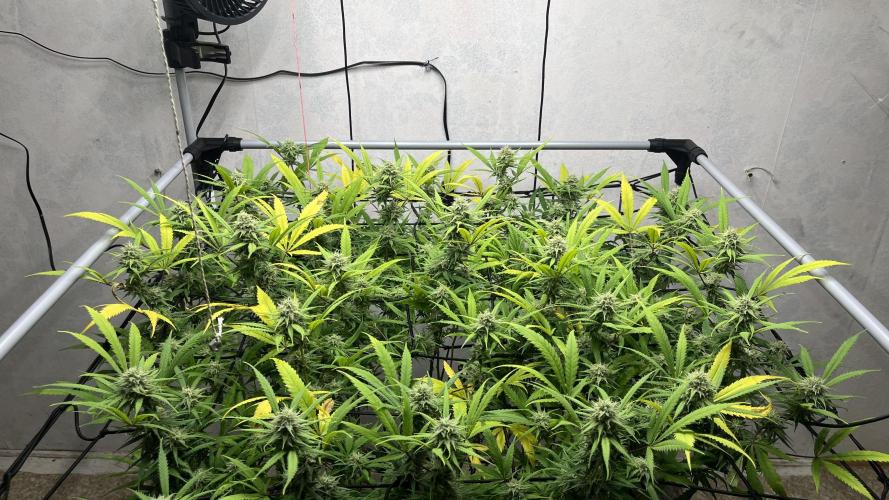 Franco’s Lemon Cheese. Week 24