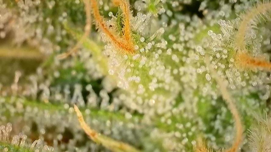 Franco’s Lemon Cheese. Week 25