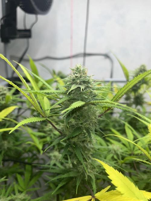 Franco’s Lemon Cheese. Week 25