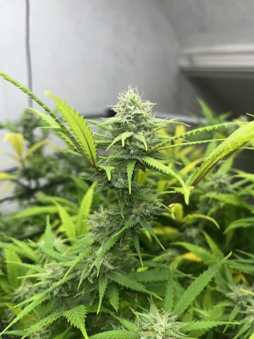 Franco’s Lemon Cheese. Week 25