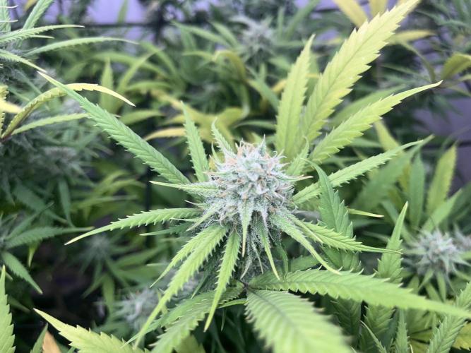 Franco’s Lemon Cheese. Week 25