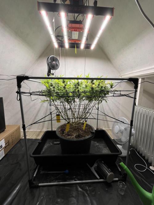 Franco’s Lemon Cheese. Week 25