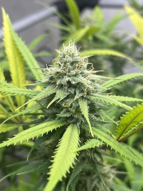 Franco’s Lemon Cheese. Week 25