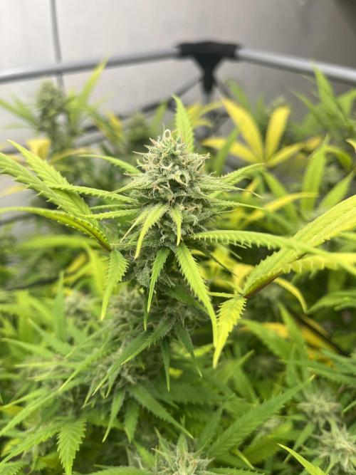 Franco’s Lemon Cheese. Week 25