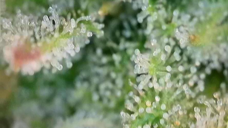 Franco’s Lemon Cheese. Week 25