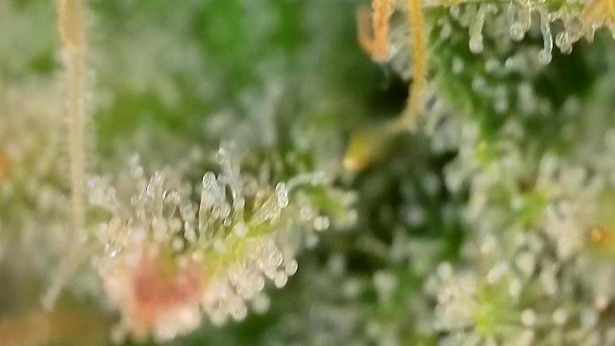 Franco’s Lemon Cheese. Week 25