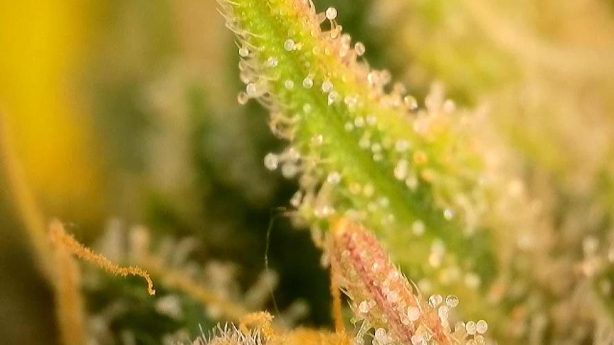 Franco’s Lemon Cheese. Week 25