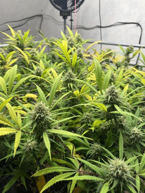 Franco’s Lemon Cheese. Week 25