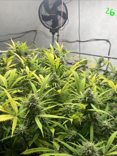 Franco’s Lemon Cheese. Week 26