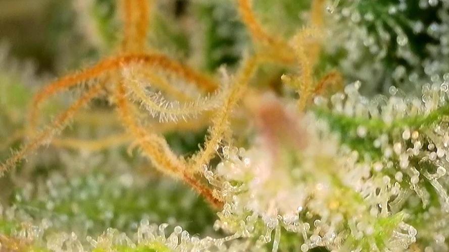 Franco’s Lemon Cheese. Week 26