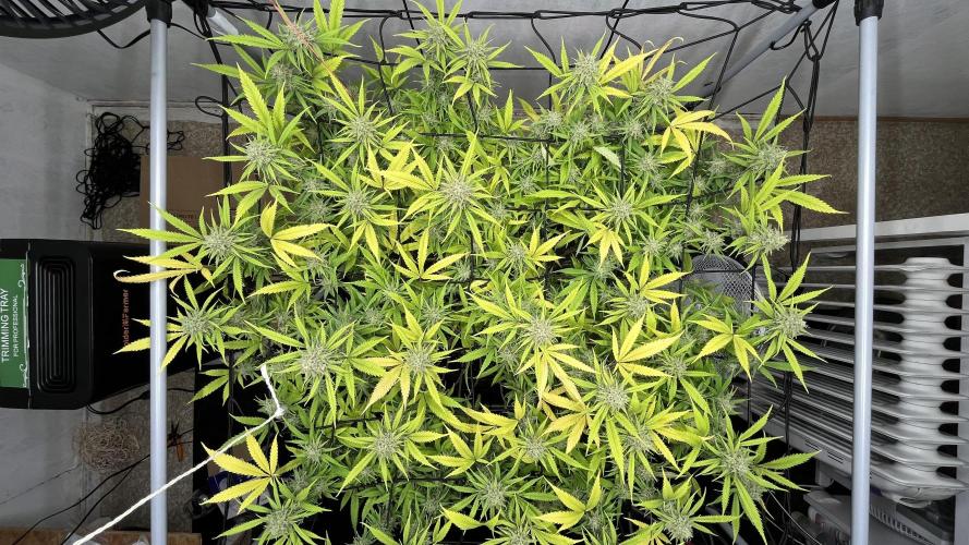 Franco’s Lemon Cheese. Week 26