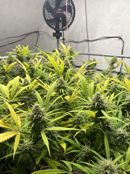 Franco’s Lemon Cheese. Week 26