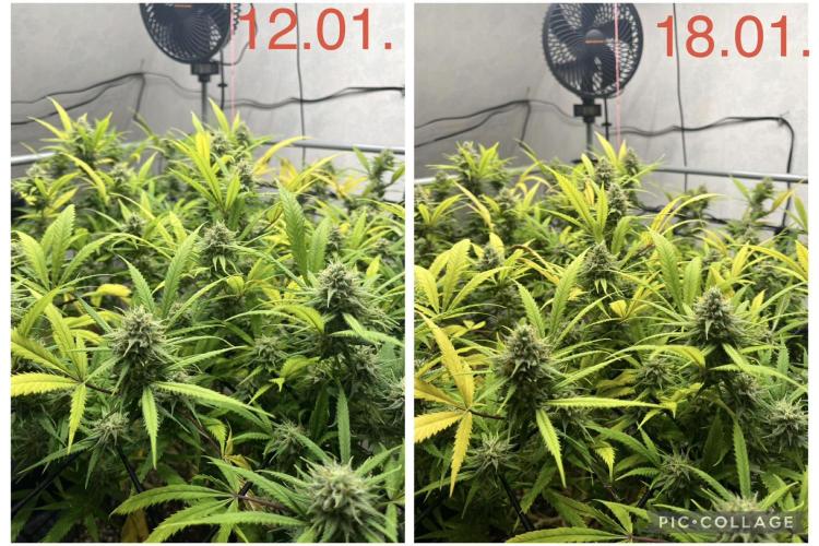 Franco’s Lemon Cheese. Week 26