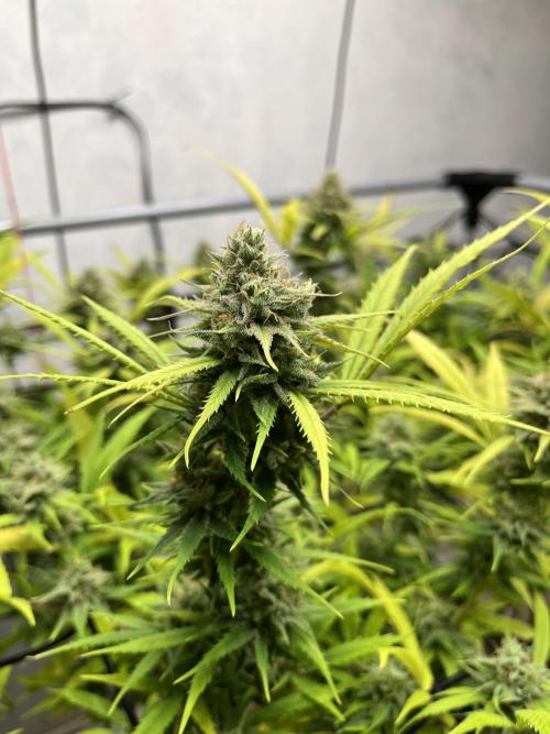 Franco’s Lemon Cheese. Week 26