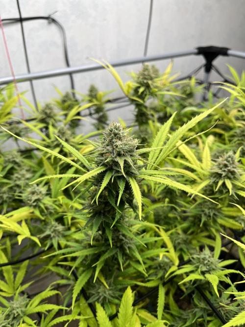 Franco’s Lemon Cheese. Week 26