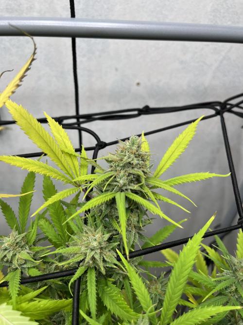 Franco’s Lemon Cheese. Week 26