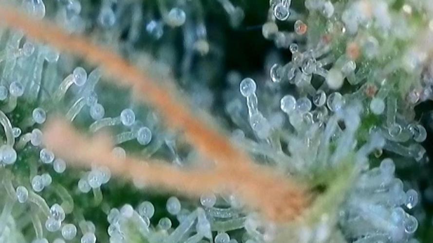 Franco’s Lemon Cheese. Week 27