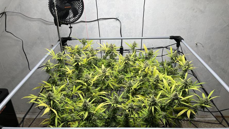 Franco’s Lemon Cheese. Week 27