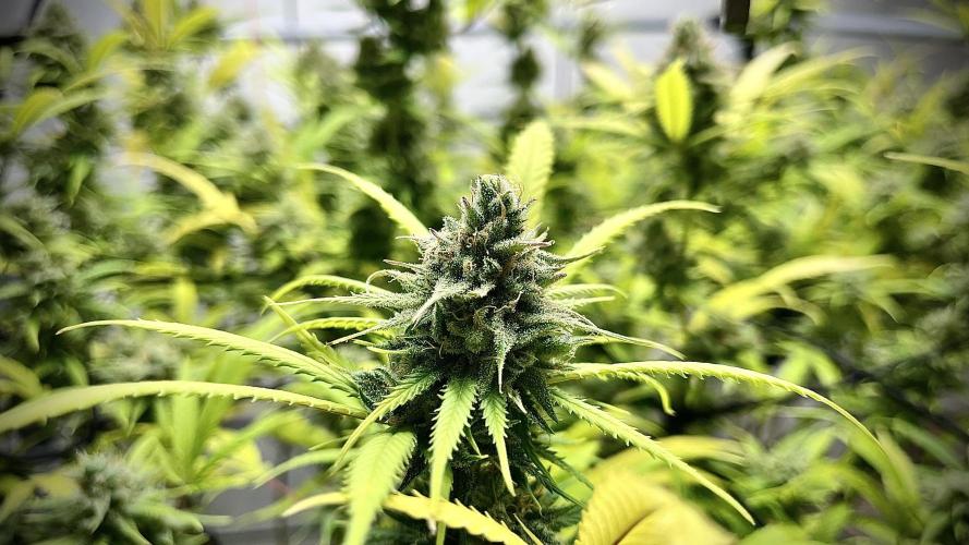 Franco’s Lemon Cheese. Week 27