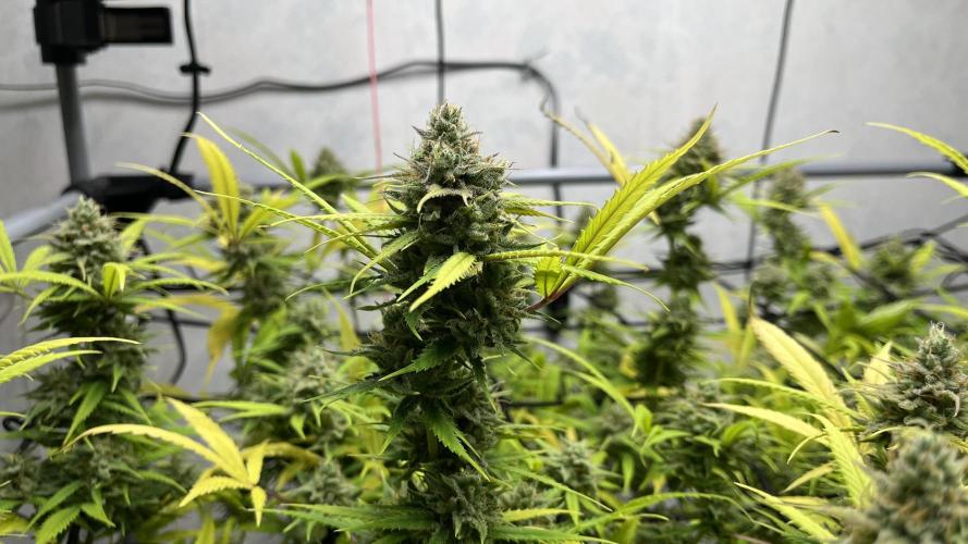 Franco’s Lemon Cheese. Week 27