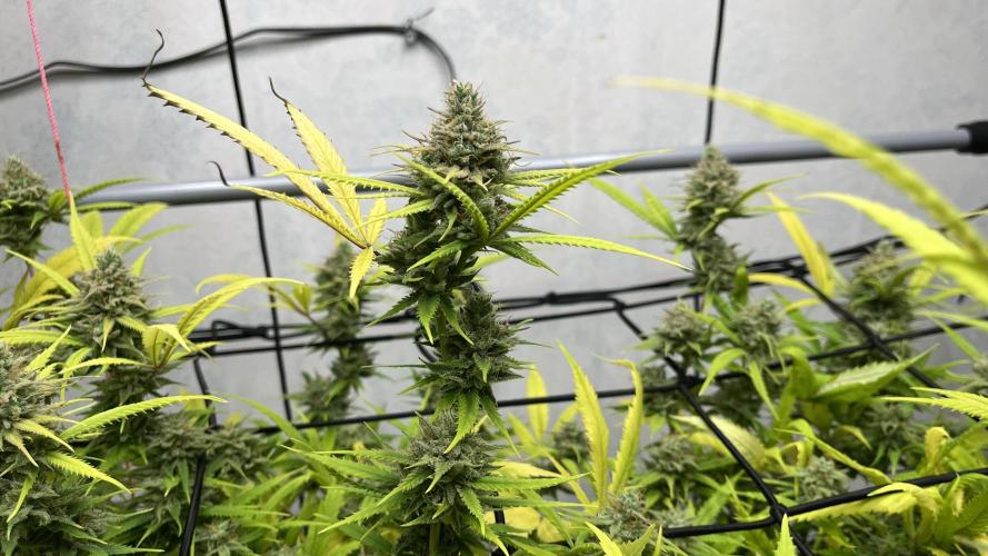 Franco’s Lemon Cheese. Week 27