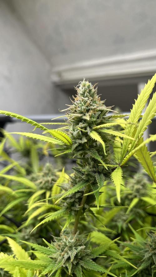 Franco’s Lemon Cheese. Week 27