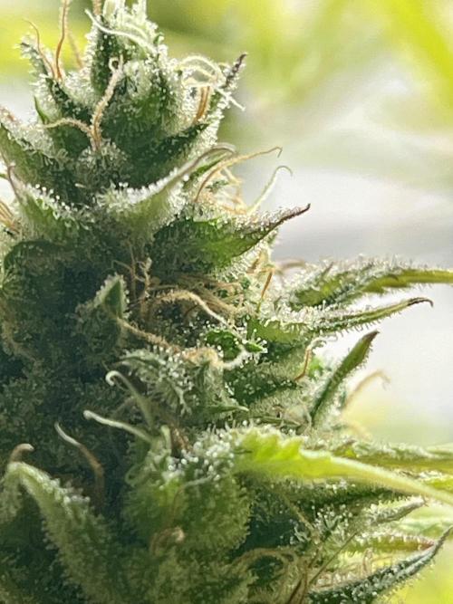 Franco’s Lemon Cheese. Week 27