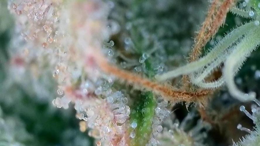 Franco’s Lemon Cheese. Week 27