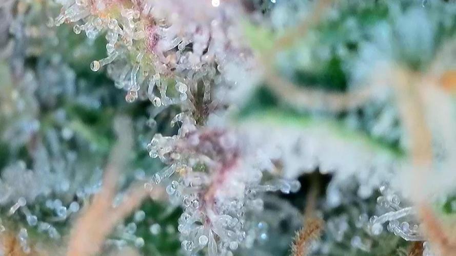 Franco’s Lemon Cheese. Week 27