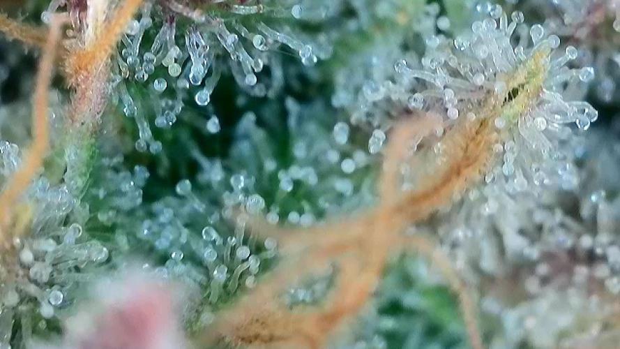 Franco’s Lemon Cheese. Week 27