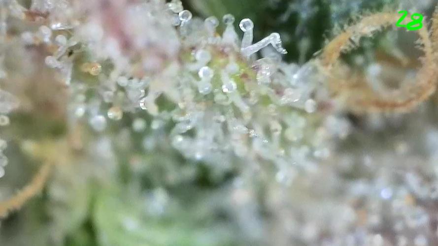 Franco’s Lemon Cheese. Week 28