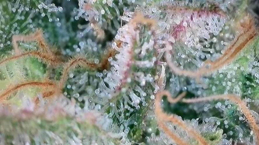 Franco’s Lemon Cheese. Week 28