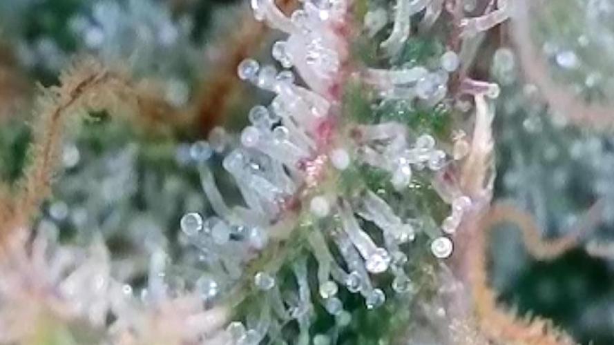 Franco’s Lemon Cheese. Week 28