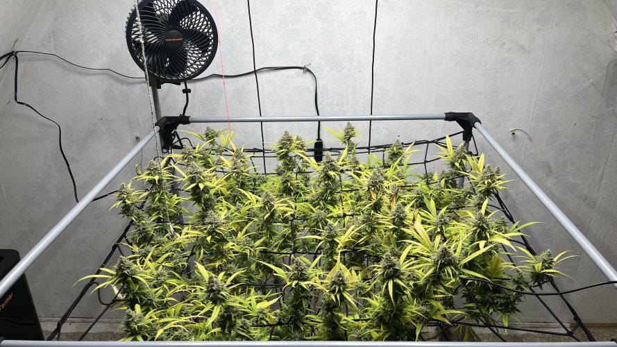 Franco’s Lemon Cheese. Week 28