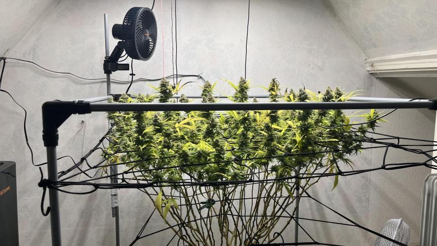 Franco’s Lemon Cheese. Week 28