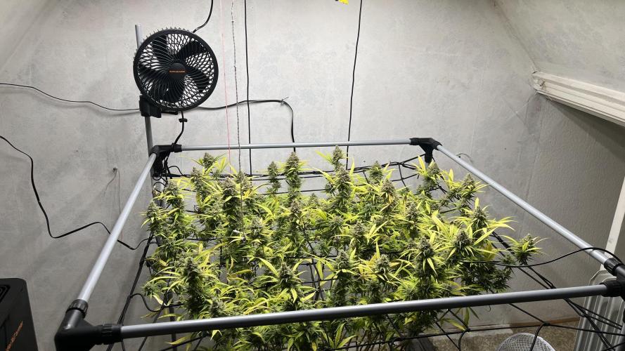 Franco’s Lemon Cheese. Week 28