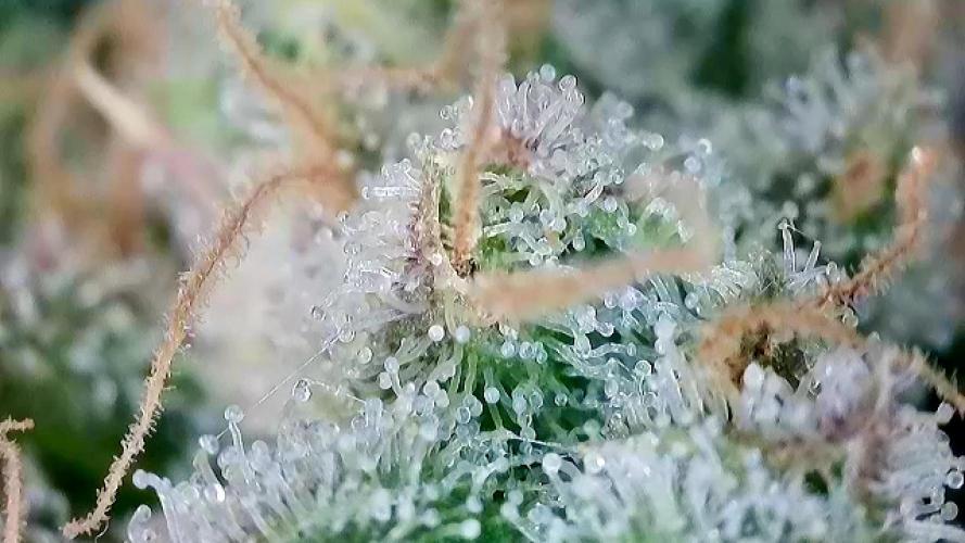 Franco’s Lemon Cheese. Week 28