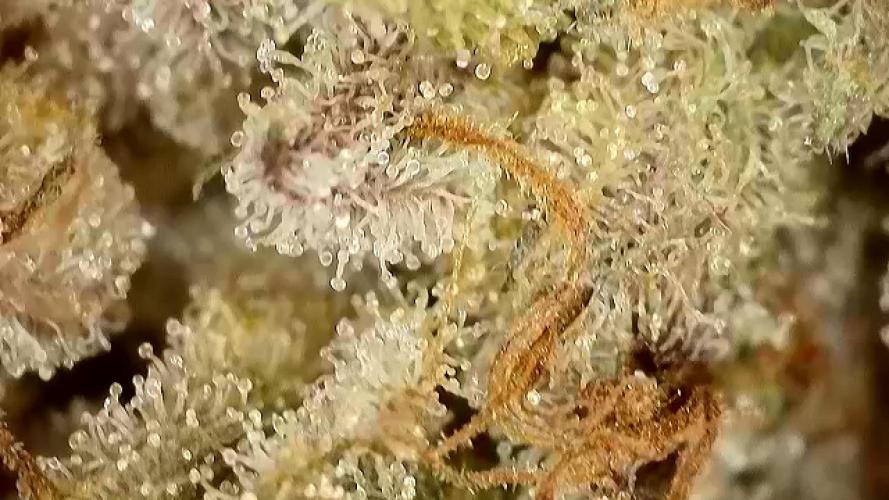 Franco’s Lemon Cheese. Week 28