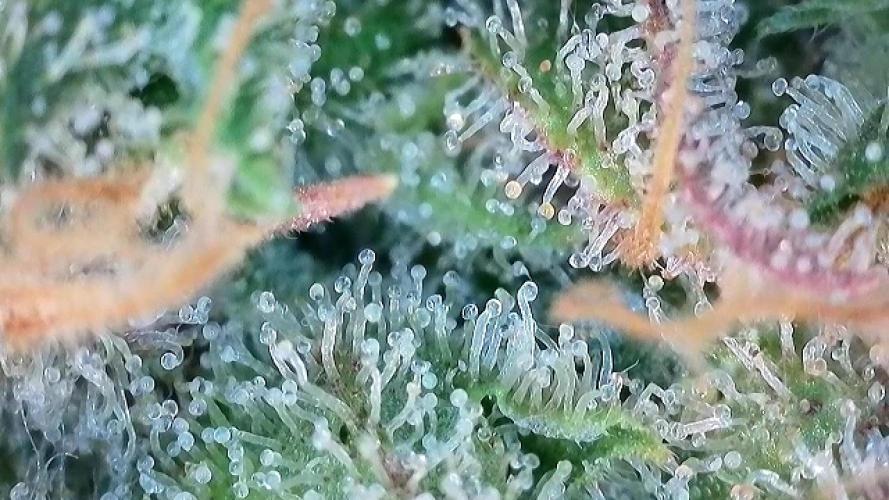 Franco’s Lemon Cheese. Week 29