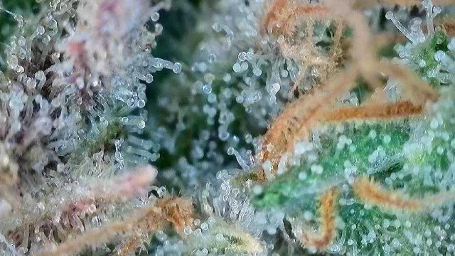 Franco’s Lemon Cheese. Week 29