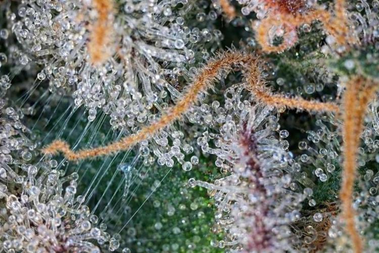 Franco’s Lemon Cheese. Week 29