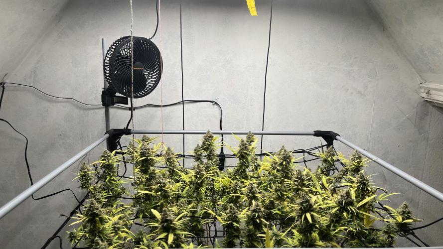 Franco’s Lemon Cheese. Week 29