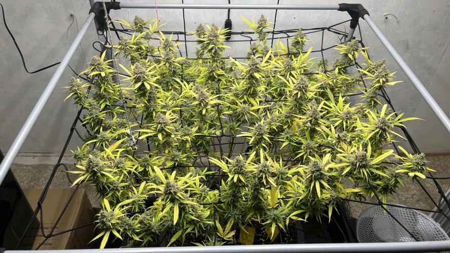 Franco’s Lemon Cheese. Week 29