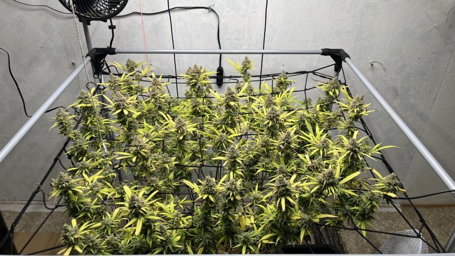 Franco’s Lemon Cheese. Week 29