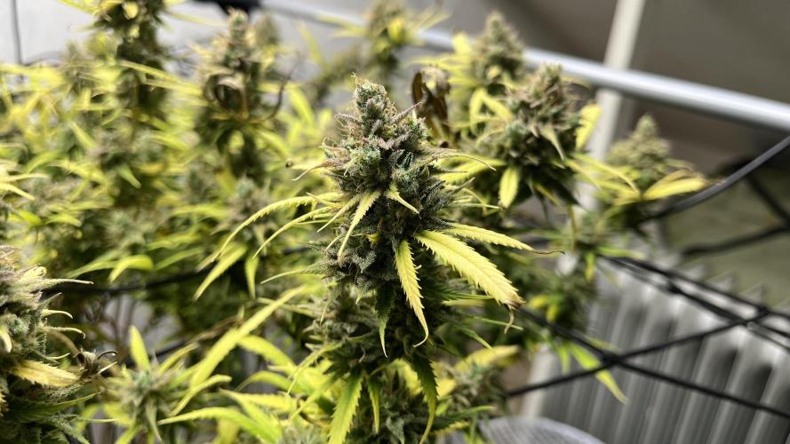 Franco’s Lemon Cheese. Week 29