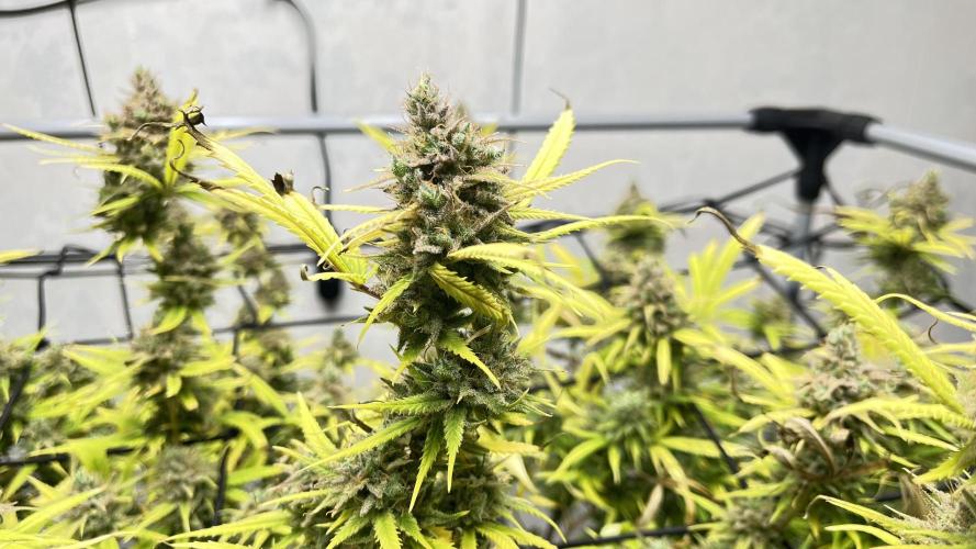 Franco’s Lemon Cheese. Week 29