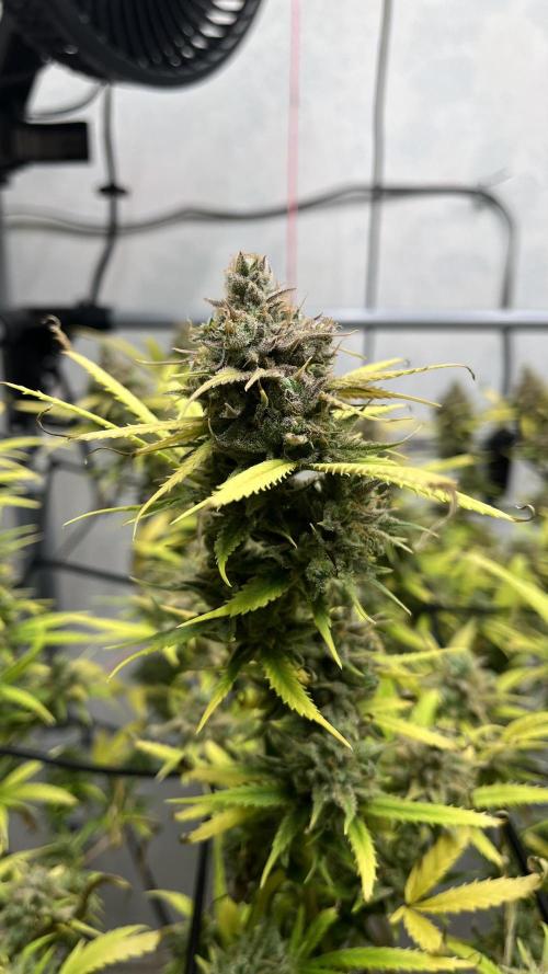 Franco’s Lemon Cheese. Week 29