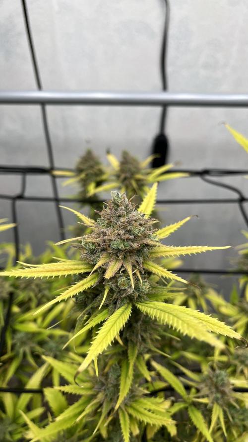 Franco’s Lemon Cheese. Week 29